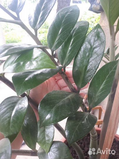 Замиокулькас