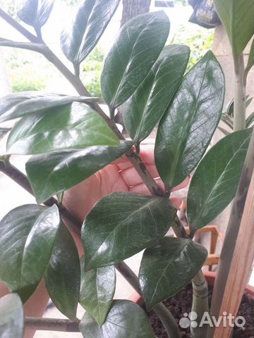 Замиокулькас