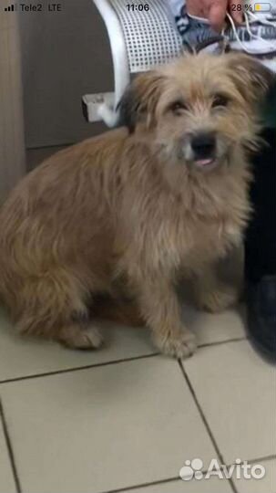 Керн терьер