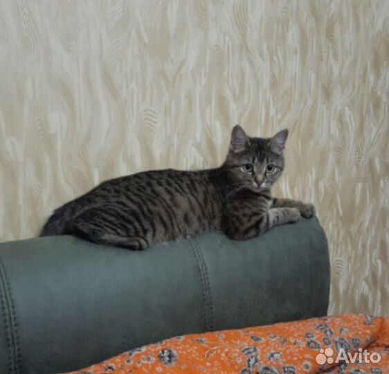 Котенок в добрые руки