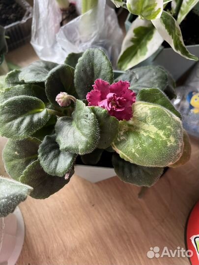 Фиалка стартер взбитые сливки