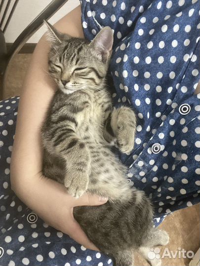 Котенок в дар бесплатно