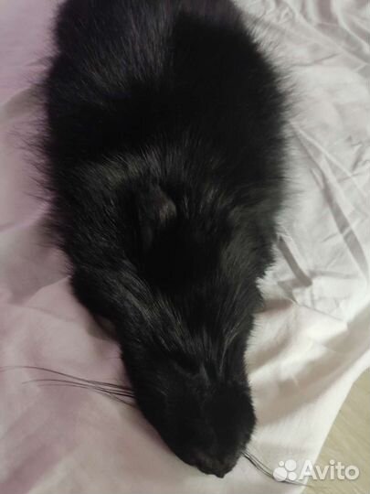 Натуральная шкура Чëрного песца
