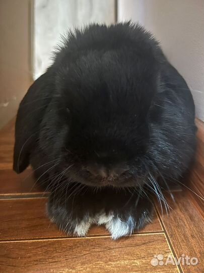 Кролик баран вислоухий