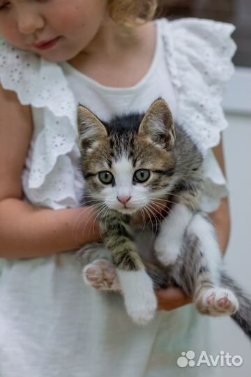 Котенок 3 месяца