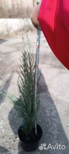 Можжевельник Блю Арроу