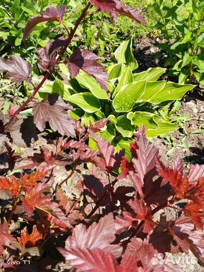 Пузыреплодник diablo