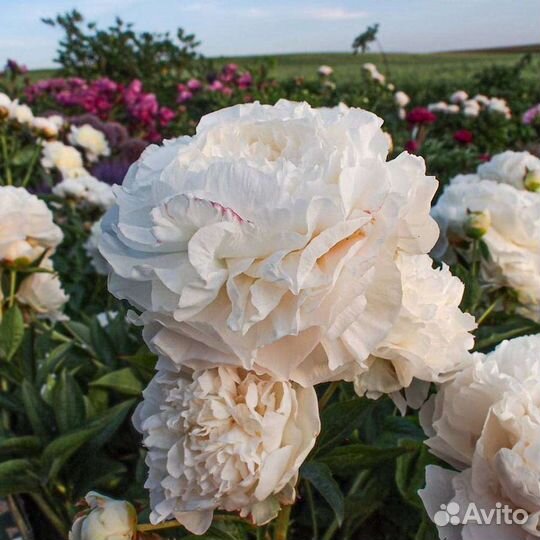 Саженцы пиона Мазерс чойс