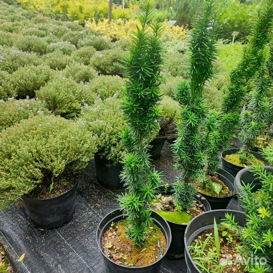 Тис Ягодный Робуста колоновидный