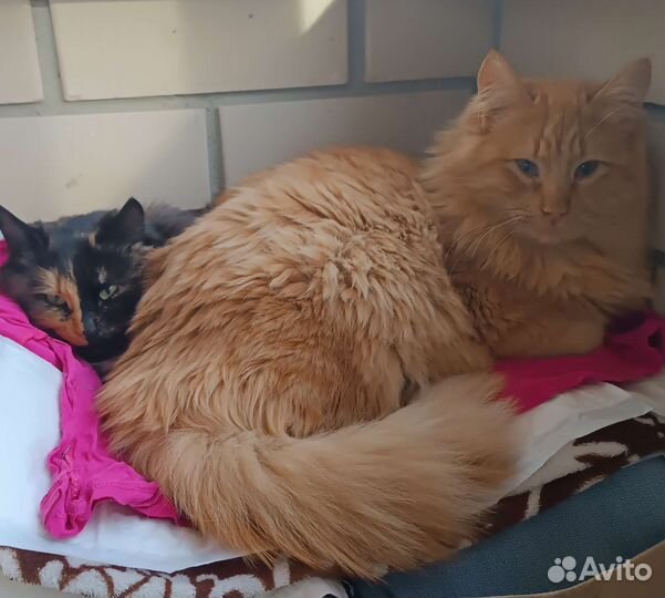 Кошка и кот в добрые руки