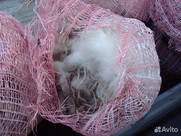 Шерсть овечья не мытая