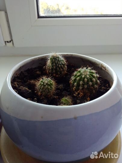 Кактусы в керамическом горшке