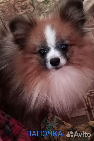 Померанский шпиц девочка