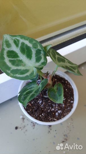 Антуриум сильвер бланш