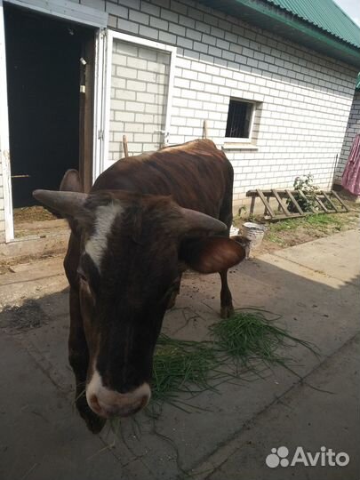 Продается бык