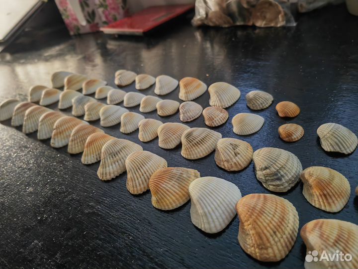 Морские ракушки пакетом 250гр