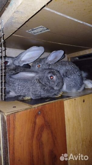 Кролики мясных пород