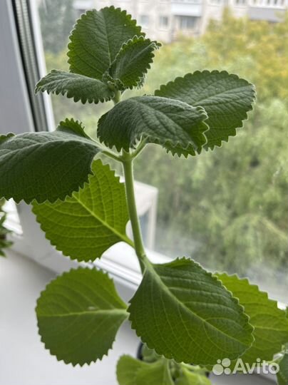 Домашняя мята