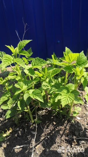 Саженцы ремонтантной малины