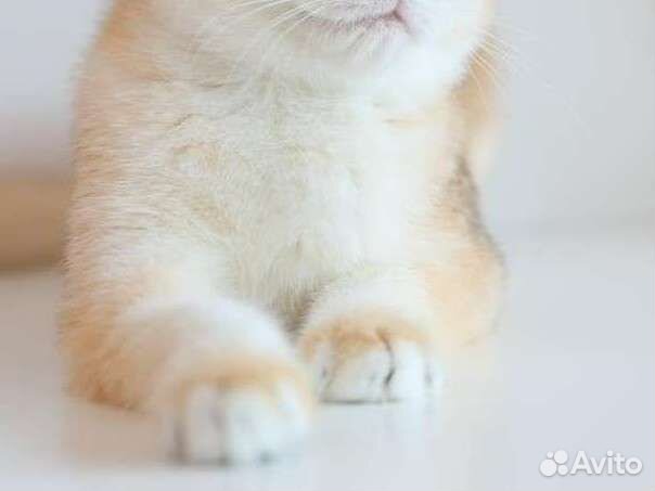 Британская золотая шиншилла