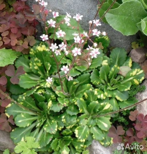 Многолетники для сада