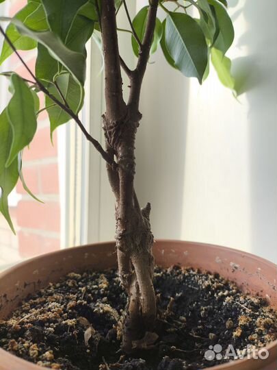 Фикус бенджамина