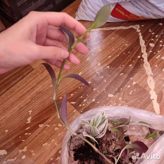 Традесканция