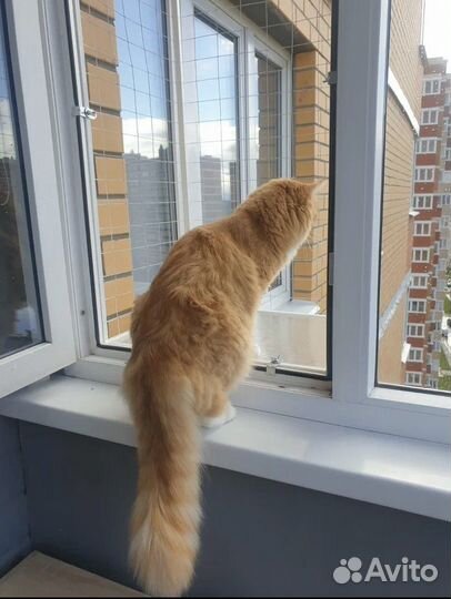 Защита от выпадения кошек, балкон для кота