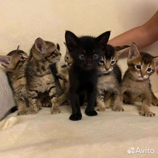 Котята Чаузи