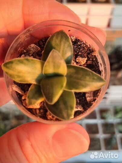 Кактусы и суккуленты