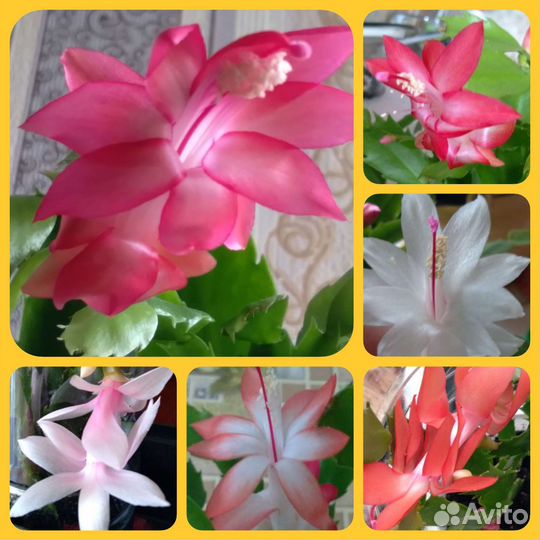 Декабрист, 4 цвета