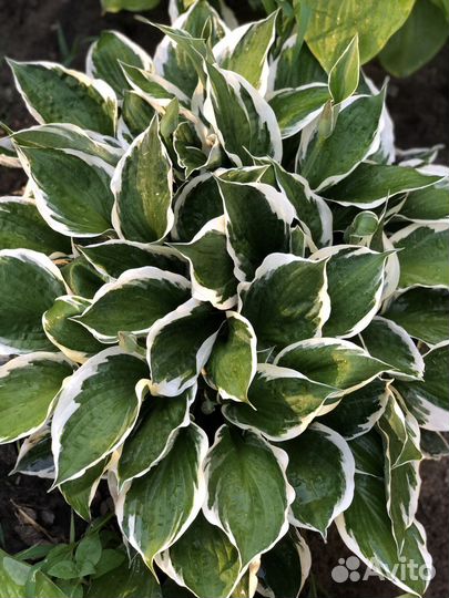 Многолетние цветы