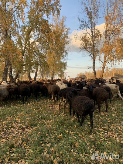 Овцы, бараны, ярки