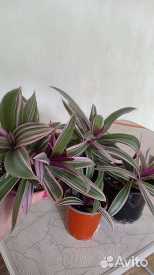 Традесканции