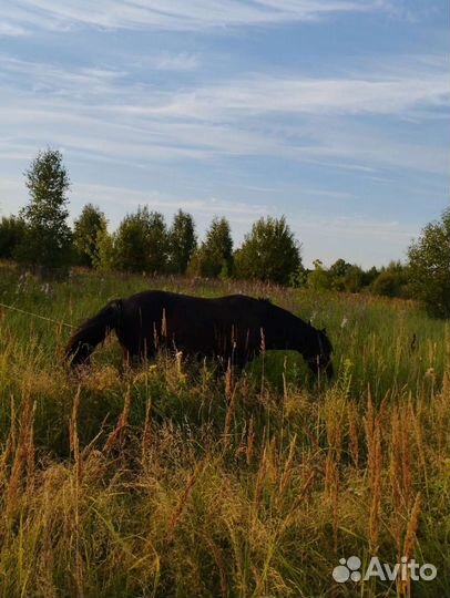 Занятия на лошади, верховая езда, занятия на пони