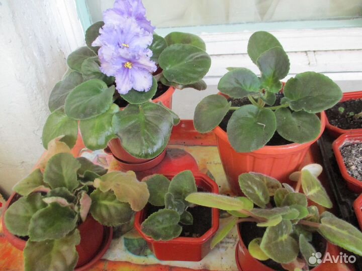 Домашние растения, мирт, пальмы, кофе и др