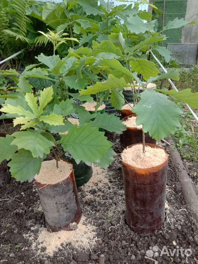 Саженцы дуба