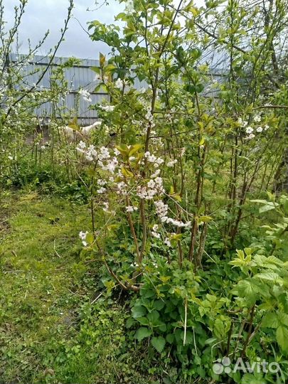 Вишня двухлетка