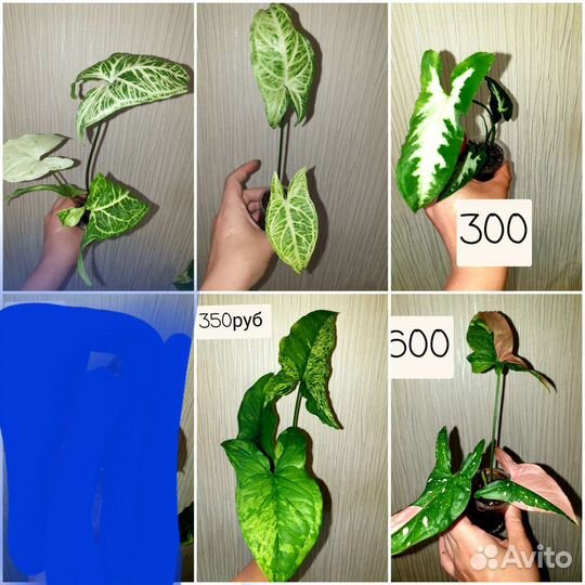 Сингониумы сортовые