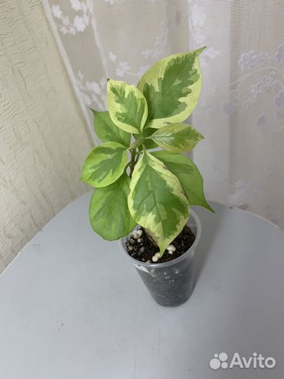 Бугенвиллии, укорененные черенки