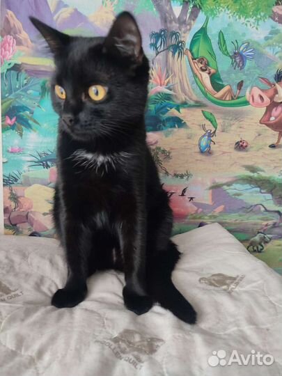 Кошечка 1 год в добрые руки