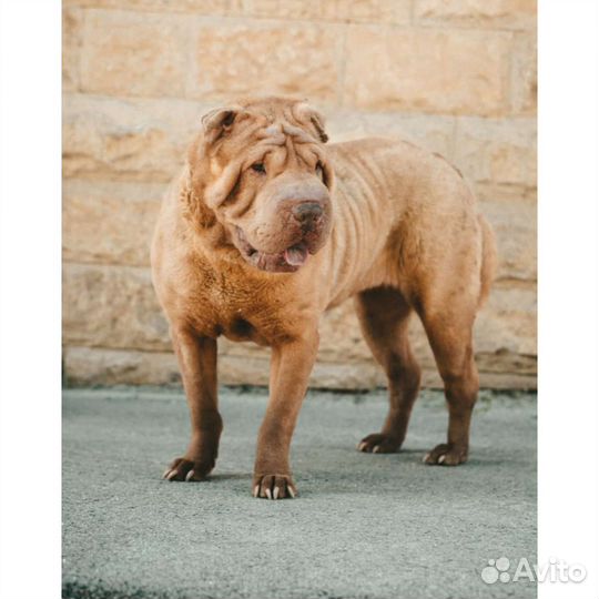 Шарпей отдам