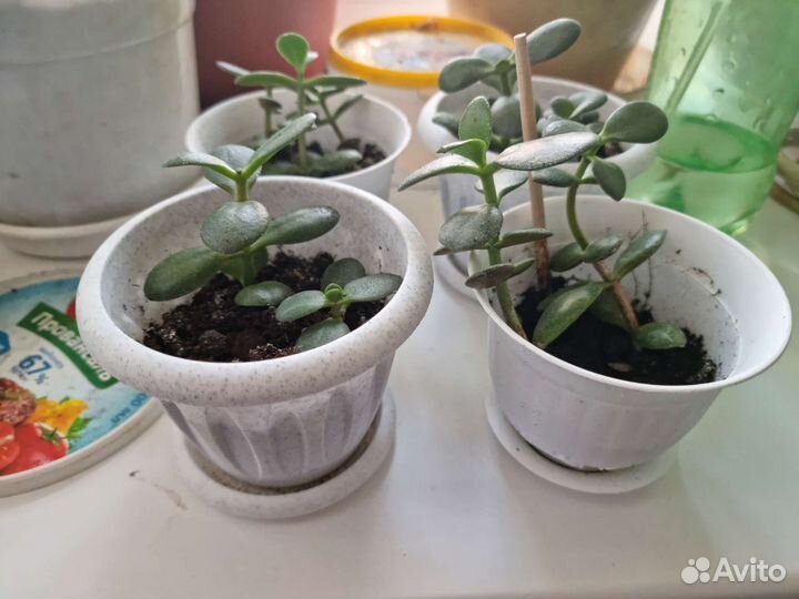 Толстянка крассула