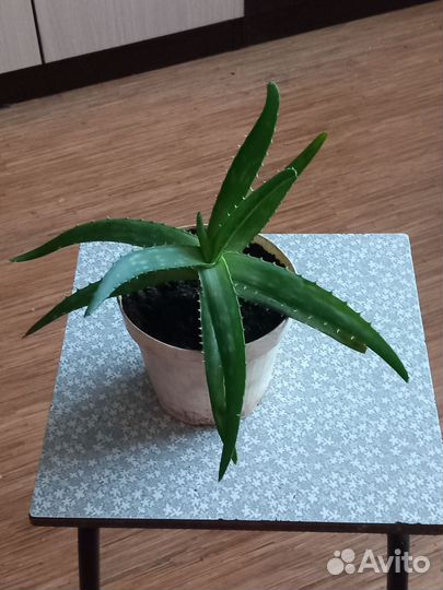 Хлорофитум кудрявый. Алоэ лечебный, детки