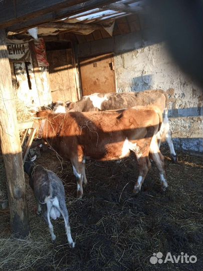 Телята бычки