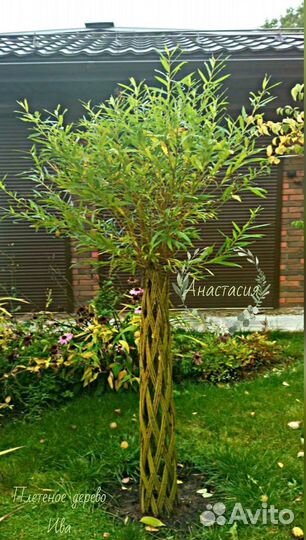 Плетеные деревья из ивы