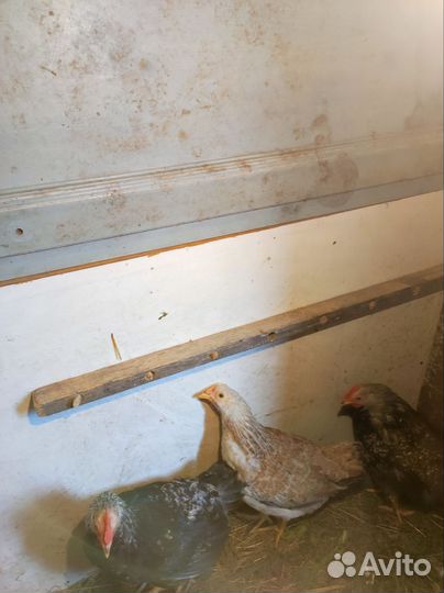 Молодые курочки