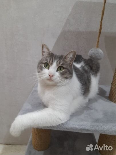 Кошка в дар