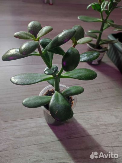 Денежное дерево толстянка крассула
