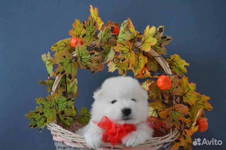 Щенки самоеда